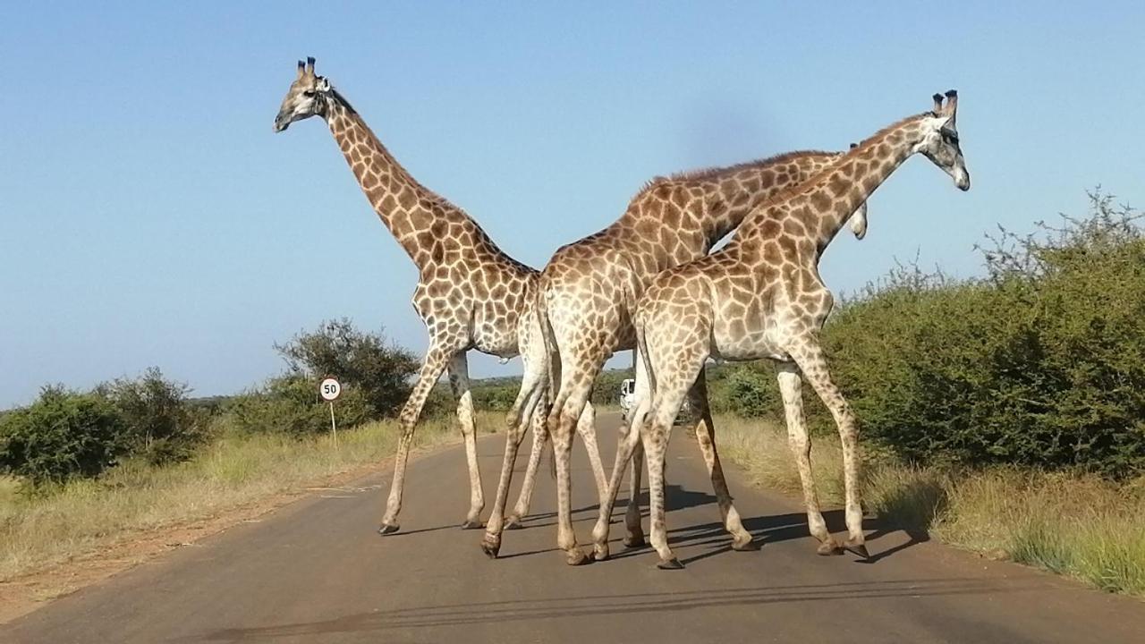 Yebo Safari Tents-Stay Inside Kruger Skukuza Exterior foto