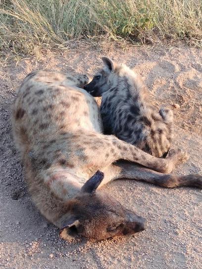 Yebo Safari Tents-Stay Inside Kruger Skukuza Exterior foto